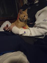 Found/Stray Male Cat last seen Bancroft and 10th street, Indianapolis, IN 46218