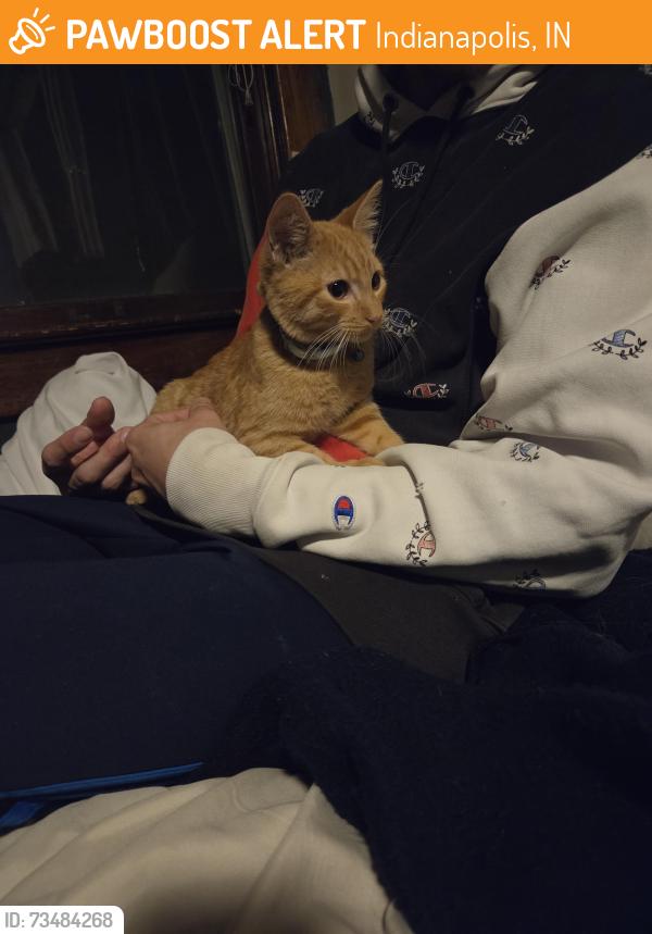Found/Stray Male Cat last seen Bancroft and 10th street, Indianapolis, IN 46218
