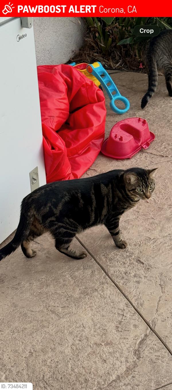 Lost Female Cat last seen Spyglass drive Corona ca, Corona, CA 92883