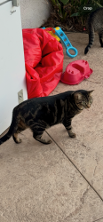 Lost Female Cat last seen Spyglass drive Corona ca, Corona, CA 92883