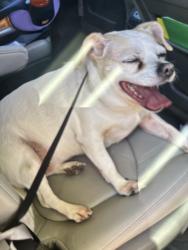 Lost Female Dog last seen Charles Ave, Saint Paul, MN 55104
