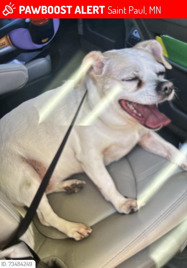 Lost Female Dog last seen Charles Ave, Saint Paul, MN 55104