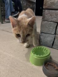 Found/Stray Male Cat last seen Union St., Hoke County, NC 28376