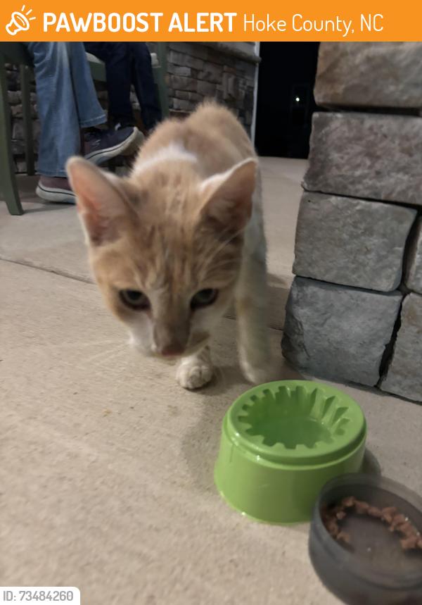 Found/Stray Male Cat last seen Union St., Hoke County, NC 28376