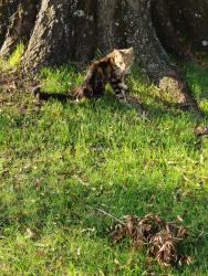 Found/Stray Male Cat last seen Donation Drive, Virginia Beach, VA 23455