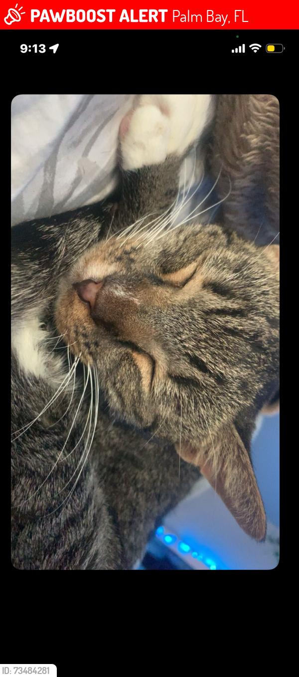 Lost Female Cat last seen Alford, Palm Bay, FL 32905