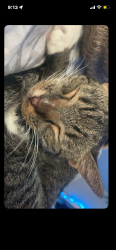 Lost Female Cat last seen Alford, Palm Bay, FL 32905