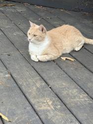 Lost Male Cat last seen Gray St and Harrison Ave, Cary, NC 27511