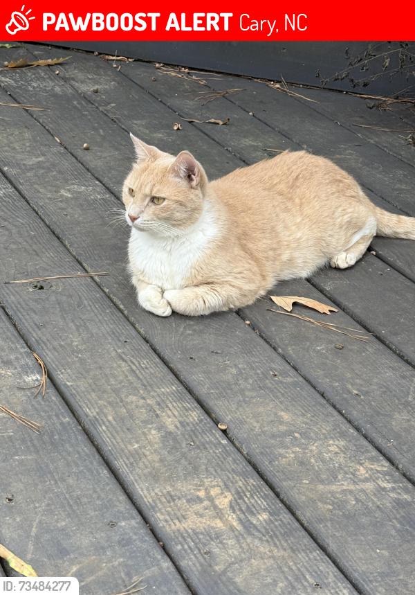 Lost Male Cat last seen Gray St and Harrison Ave, Cary, NC 27511