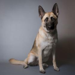 Shelter Stray Female Dog last seen , 8020 Washington St, Port Richey, FL 34668, USA