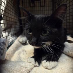 Shelter Stray Unknown Cat last seen , 361 S Raymond Ave, Pasadena, CA 91105, USA