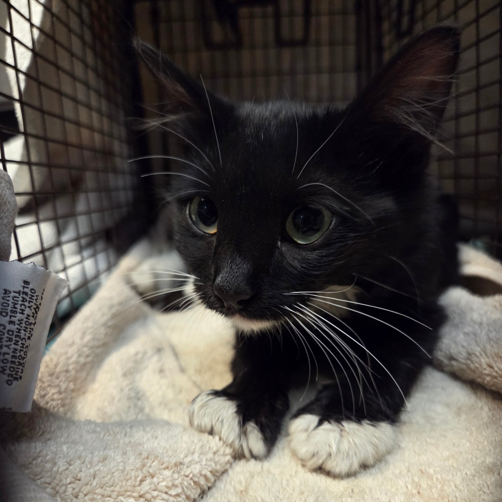 Shelter Stray Unknown Cat last seen , 361 S Raymond Ave, Pasadena, CA 91105, USA