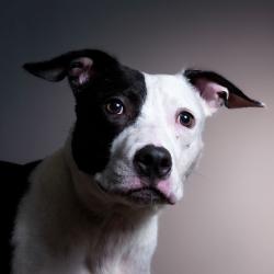 Shelter Stray Male Dog last seen , 8020 Washington St, Port Richey, FL 34668, USA