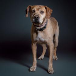 Shelter Stray Male Dog last seen , 8020 Washington St, Port Richey, FL 34668, USA