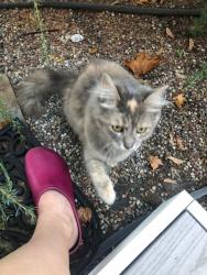 Reunited Female Cat last seen Stampede Blvd NW & Tracyton Blvd NW, Kitsap County, WA 98311
