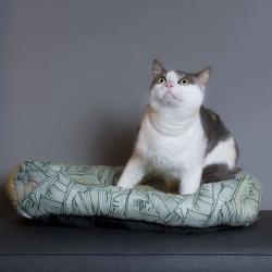 Shelter Stray Male Cat last seen , 8020 Washington St, Port Richey, FL 34668, USA