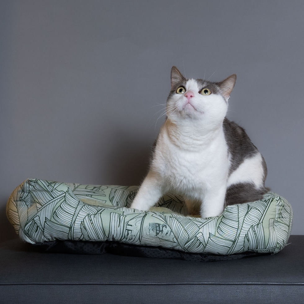 Shelter Stray Male Cat last seen , 8020 Washington St, Port Richey, FL 34668, USA