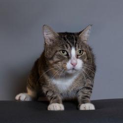 Shelter Stray Male Cat last seen , 8020 Washington St, Port Richey, FL 34668, USA