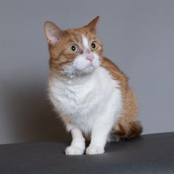 Shelter Stray Male Cat last seen , 8020 Washington St, Port Richey, FL 34668, USA