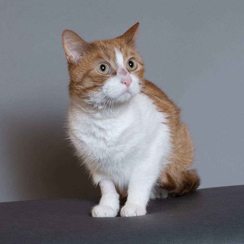 Shelter Stray Male Cat last seen , 8020 Washington St, Port Richey, FL 34668, USA