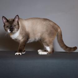 Shelter Stray Male Cat last seen , 8020 Washington St, Port Richey, FL 34668, USA