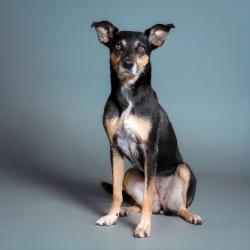 Shelter Stray Female Dog last seen , 8020 Washington St, Port Richey, FL 34668, USA