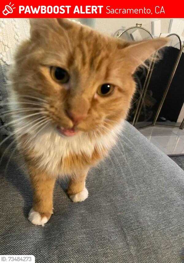 Lost Male Cat last seen F street and 48th street, Sacramento, CA 95819