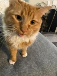 Lost Male Cat last seen F street and 48th street, Sacramento, CA 95819