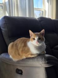 Lost Male Cat last seen 24th Pl, Kennewick, WA 99337