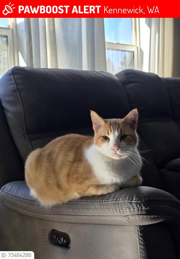 Lost Male Cat last seen 24th Pl, Kennewick, WA 99337