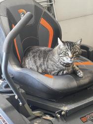 Lost Male Cat last seen Near E State Hwy 56, Berthoud, CO 80513