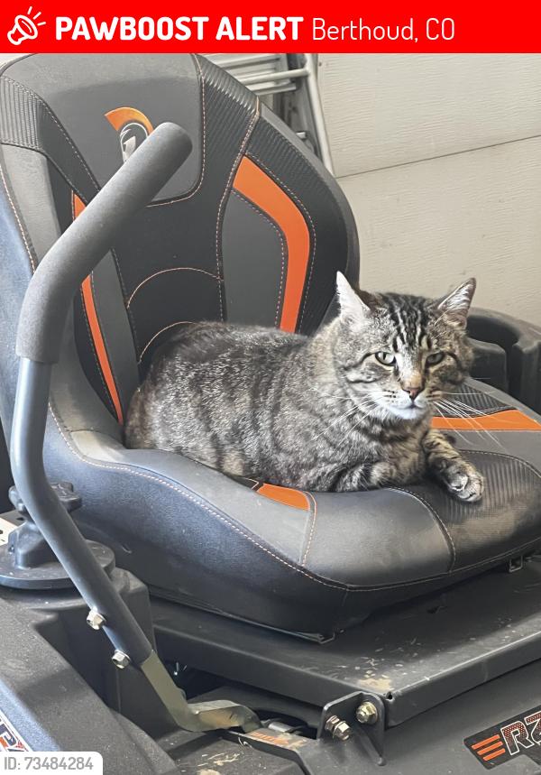 Lost Male Cat last seen Near E State Hwy 56, Berthoud, CO 80513
