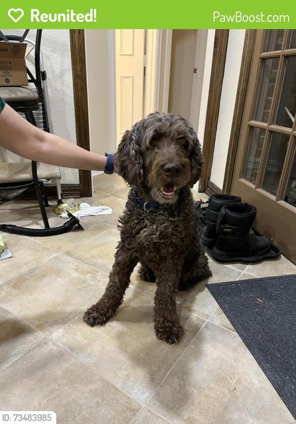 Reunited Unknown Dog last seen Parker and Preston meadow, Plano, TX 75075