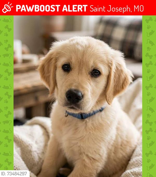 Lost Female Dog last seen starbucks, Saint Joseph, MO 64505