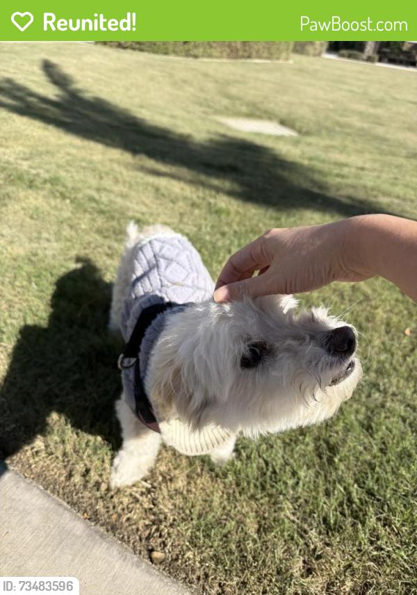 Reunited Female Dog last seen Tyler, Riverside, CA 92505
