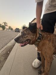 Reunited Unknown Dog last seen East Naples, Chula Vista, CA 91910