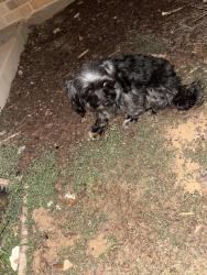 Found/Stray Female Dog last seen Across the street from oak hurst golf course, Bullard, TX 75757