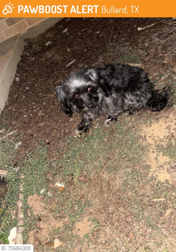 Found/Stray Female Dog last seen Across the street from oak hurst golf course, Bullard, TX 75757