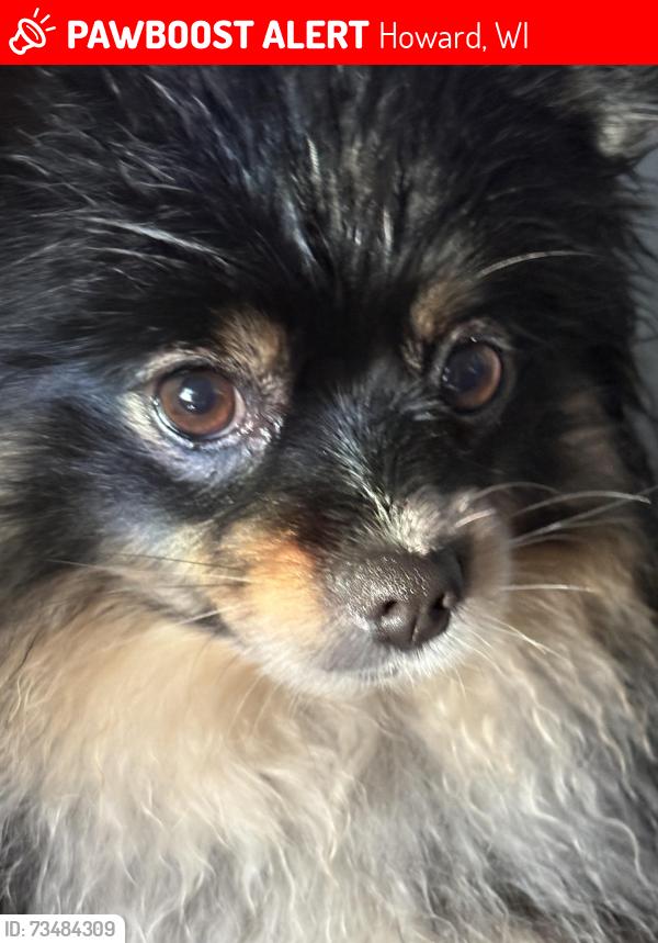 Lost Female Dog last seen Gray and Mather, Howard, WI 54303