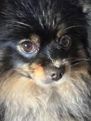 Lost Female Dog last seen Gray and Mather, Howard, WI 54303