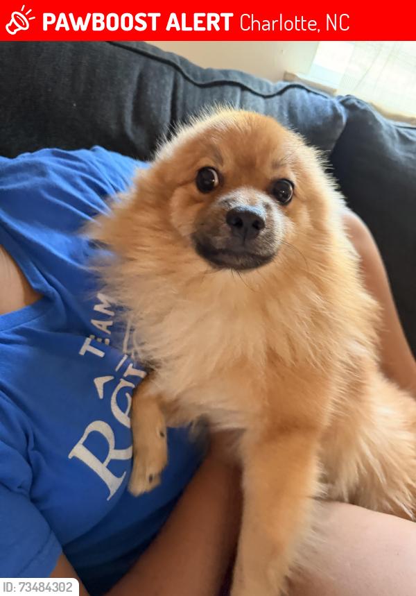 Lost Male Dog last seen Near datha ave, Charlotte, NC 28269