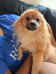 Lost Male Dog last seen Near datha ave, Charlotte, NC 28269