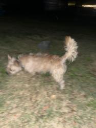 Reunited Male Dog last seen Grant middle school, Springfield, IL 62704