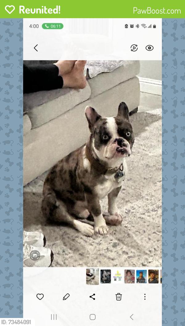 Reunited Male Dog last seen Burke & Preston, Pasadena, TX 77502