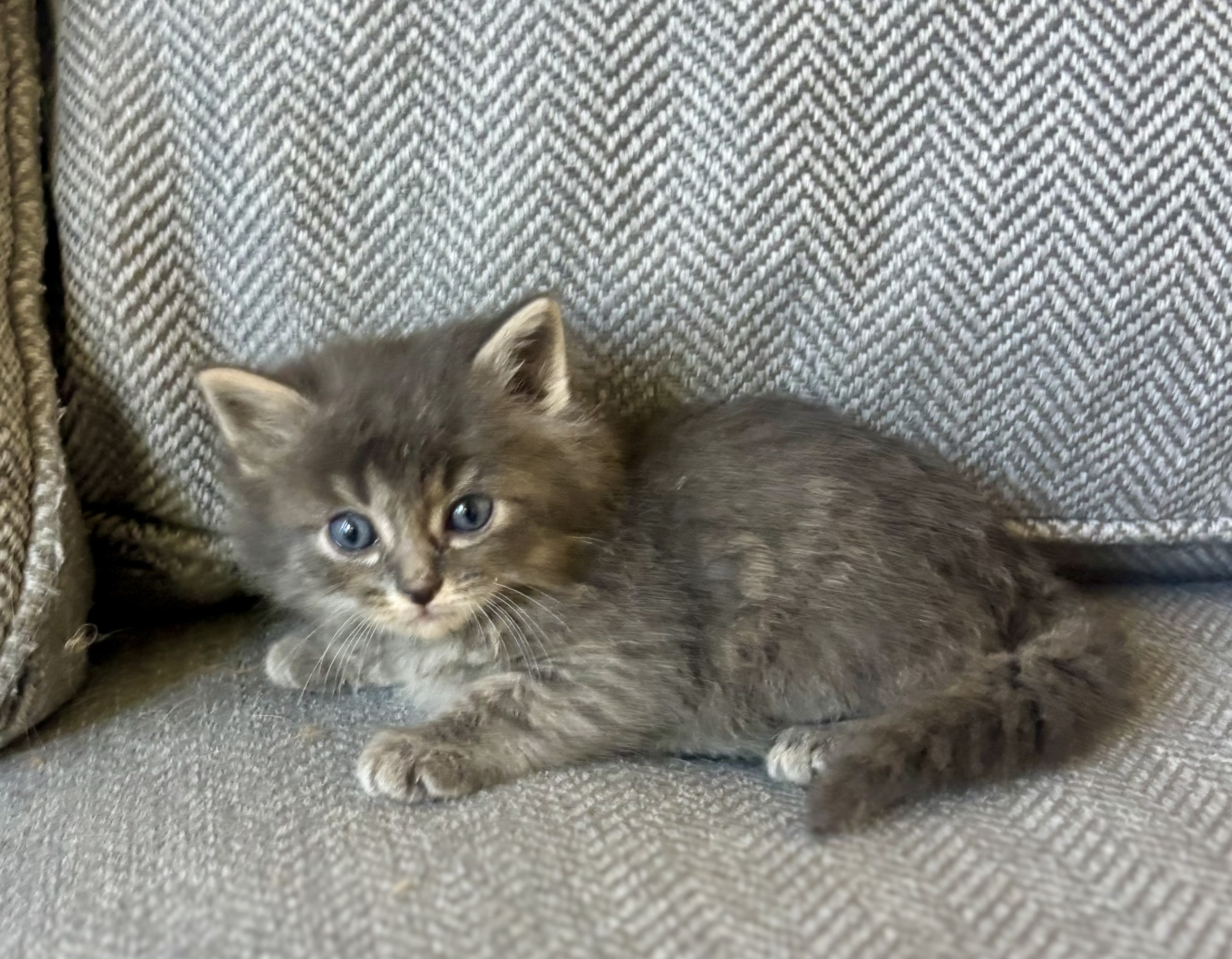 Shelter Stray Male Cat last seen Near W 300 N, Clearfield, UT 84015, USA, 1422 E 600 N, Fruit Heights, UT 84037, USA