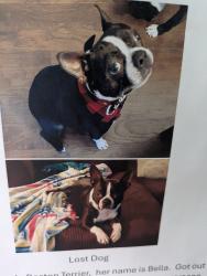 Reunited Female Dog last seen Traewyck neighborhood, Indian Trail, NC 28079