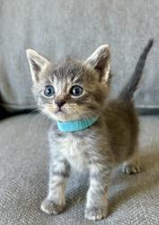 Shelter Stray Male Cat last seen Near W 300 N, Clearfield, UT 84015, USA, 1422 E 600 N, Fruit Heights, UT 84037, USA