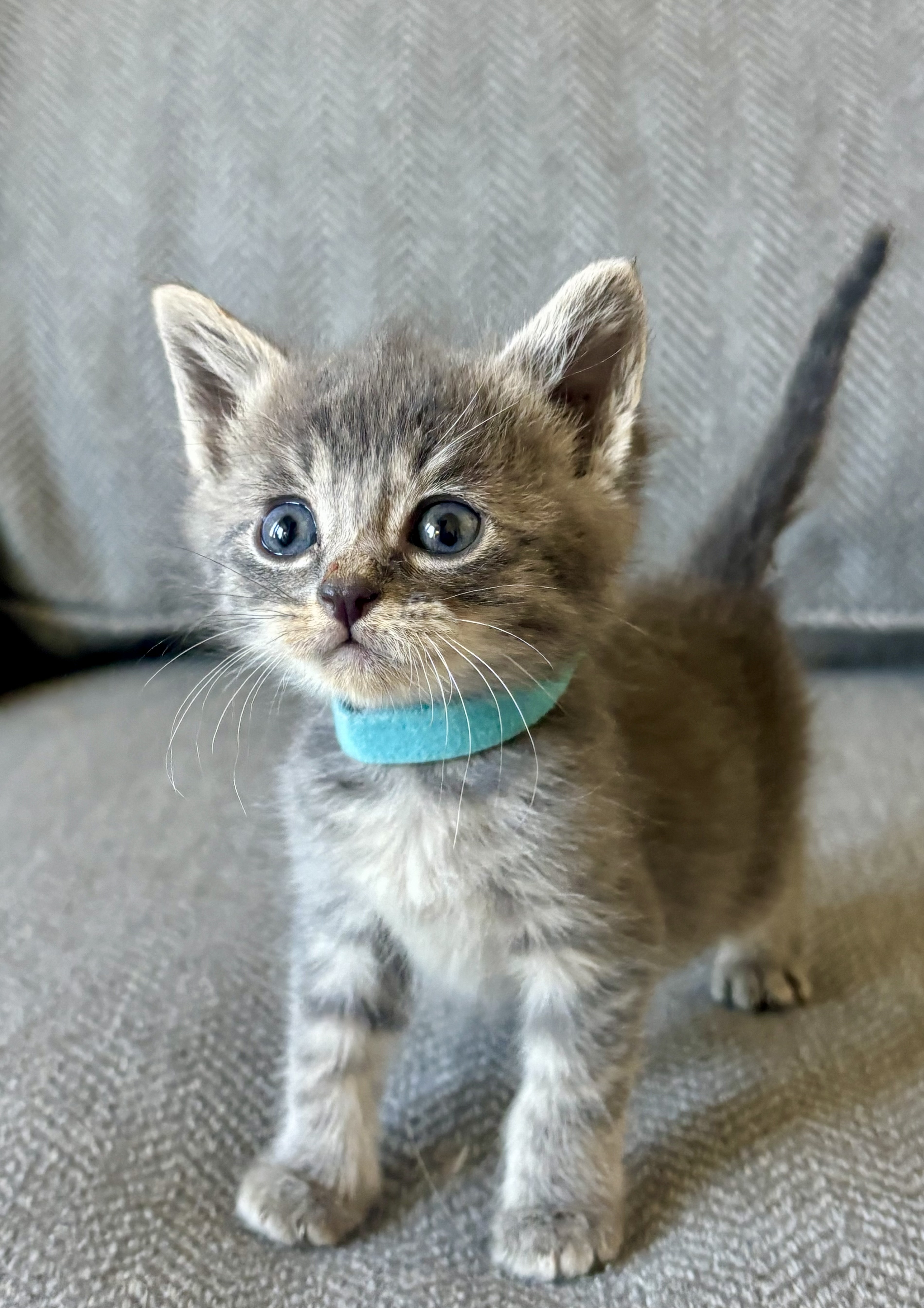 Shelter Stray Male Cat last seen Near W 300 N, Clearfield, UT 84015, USA, 1422 E 600 N, Fruit Heights, UT 84037, USA