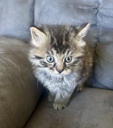 Shelter Stray Female Cat last seen Near W 300 N, Clearfield, UT 84015, USA, 1422 E 600 N, Fruit Heights, UT 84037, USA