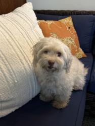 Found/Stray Female Dog last seen Glendale Bolvd & Hollydale Dr, Los Angeles, CA 90039